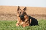 BERGER ALLEMAND 1334